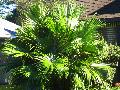 Chinese Fan Palm / Livistona chinensis 